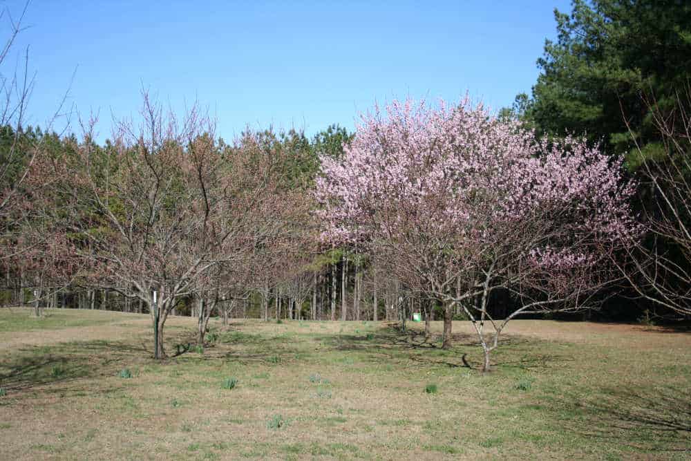 Tips on how to Plant a Peach Tree