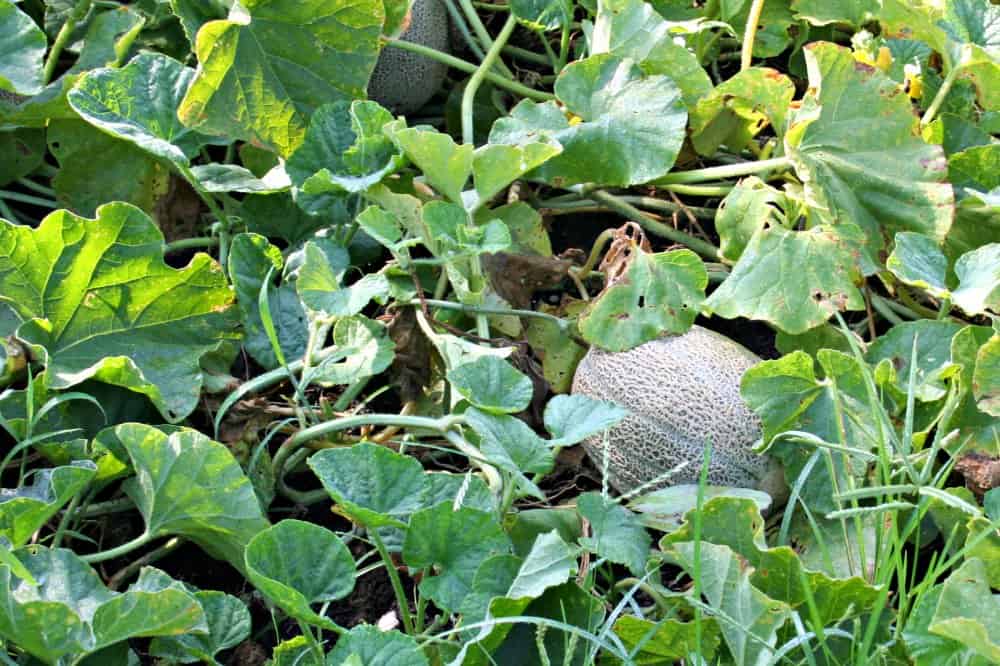 Straightforward Methods to Save Cantaloupe Seeds