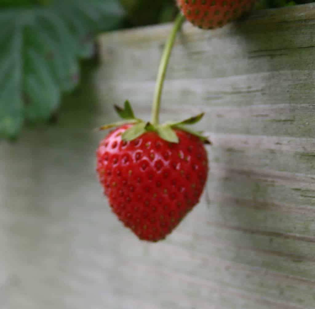 Rising Strawberry Crops – Dwelling Backyard Pleasure